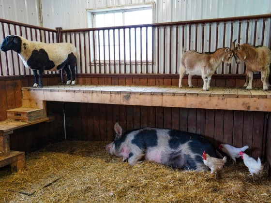 The Little Red Barn Micro-Sanctuary is the cutest farm in Winnipeg